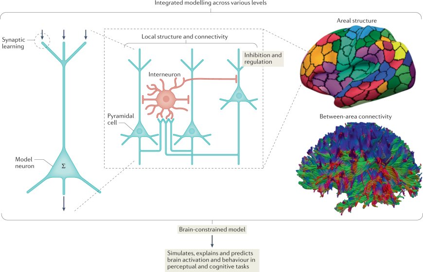 CircuitNet: A Brain&Inspired Neural Network Architecture for Enhanced Task Performance Across Diverse Domains